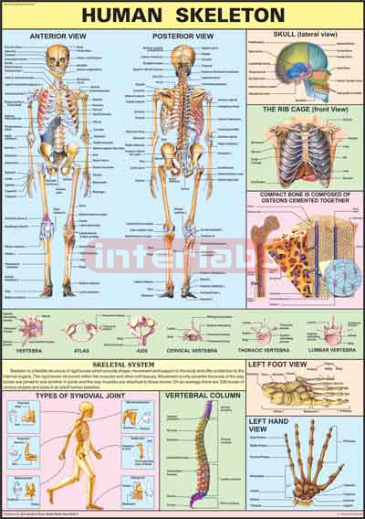 The Skeleton